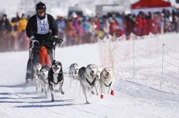 Lenk 2013